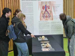 Vier Jugendliche stehen vor einem Anatomieposter über Nieren und Harnsystem, darunter befinden sich anatomische Modelle auf einem Tisch.